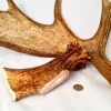 Antler Dog Chews Moose Antler - Large - 5-8 In