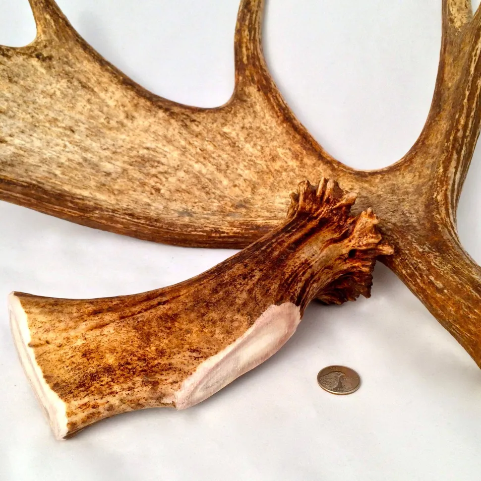Antler Dog Chews Moose Antler - Large - 5-8 In