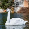 Aquascape Floating Swan Decoy
