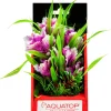 Aquatop Vibrant Garden Plant Boxed Plastic Aquarium Plant - Violet - 6
