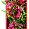 Aquatop Vibrant Passion Plant Boxed Plastic Aquarium Plant Decoration - Rose - 10