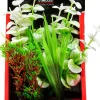 Aquatop Vibrant Wild Plant Boxed Plastic Aquarium Plant - White - 6