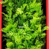 Aquatop Vibrant Wild Plant Boxed Plastic Aquarium Plant - Green - 16