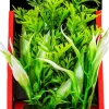Aquatop Vibrant Wild Plant Boxed Plastic Aquarium Plant - Green - 6
