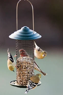 Audubon Mini Magnum Metal Sunflower Seed Feeder Wild Bird Feeder - Green - .50 Lbs Cap