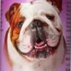 Bio-Groom Natural Oatmeal Soothing Anti-Itch Rinse - 12 Oz