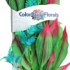 Colorburst Florals Amazon Sword Silk Style Plastic Aquarium Plant - Green - Extra Large