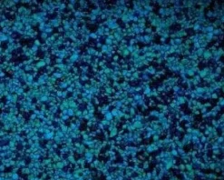 Estes Spectrastone Gravel - Blue Jean - 25 lb - Pack of 2
