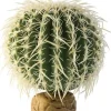 Exo Terra Barrel Cactus - Large