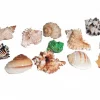 Florida Marine Research Natural Shell Terrarium Ornament Multi-Color - 12 Pack - Large