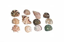 Florida Marine Research Natural Shell Terrarium Ornament Multi-Color - 12 Pack - Medium