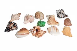 Florida Marine Research Natural Shell Terrarium Ornament Multi-Color - 12 Pack - Large