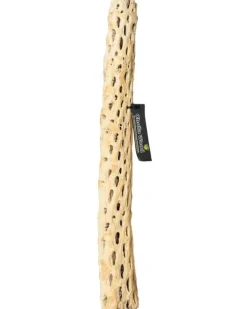 Galapagos Cactus Skeleton Cholla Wood Branch - Brown - 36 in