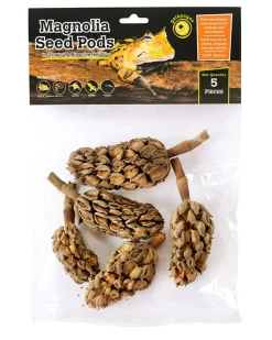Galapagos Natural Magnolia Seed Pods - 5 pk