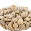 Galapagos Natural Stones for Terrarium - White - 4 lb