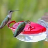 Hummzinger Gem Window Hummingbird Feeder - Red - 4 Oz