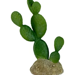 Komodo Cactus Plant Prickly Pear - 6.3 in