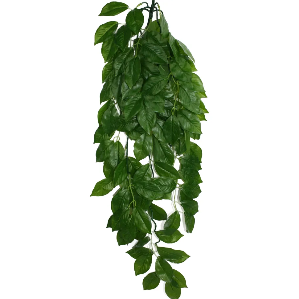 Komodo Green Leaf Hanging Plant - Large - 26 in