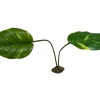 Komodo Guiana Plant - Jumbo