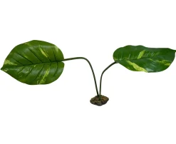 Komodo Guiana Plant - Jumbo