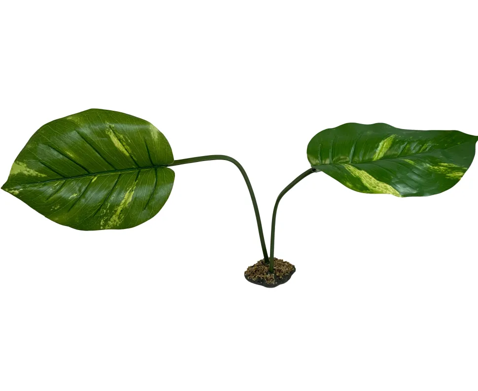 Komodo Guiana Plant - Jumbo