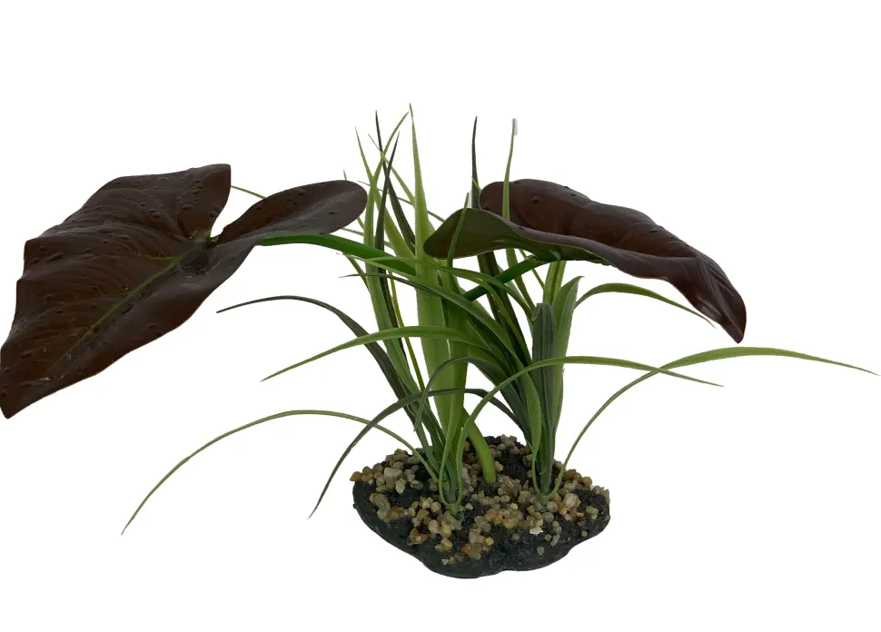 Komodo Rainforest Canopy Plant - 10 in