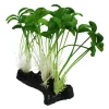 Komodo Sprout Plant - One Size