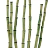 Marina Bamboo Shoots Ornament for 3 L Betta Kits