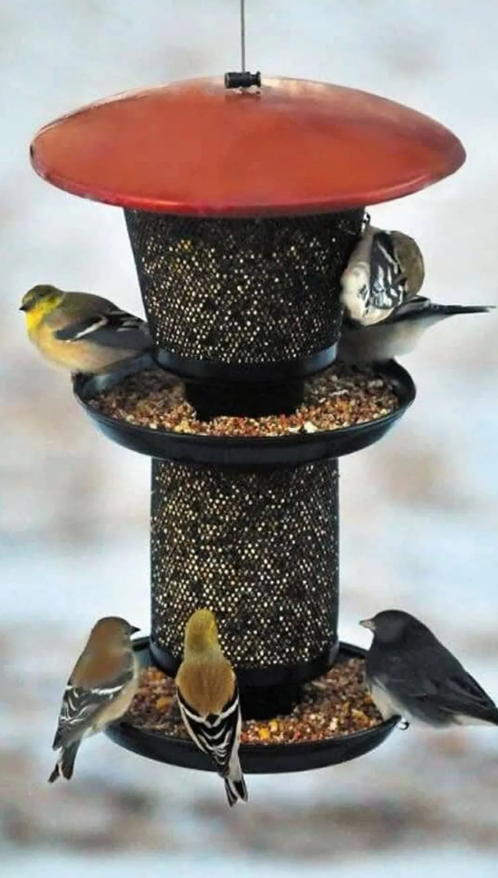 Perky-Pet Multi-Seed Wild Bird Feeder - Red - 4 Lbs Cap