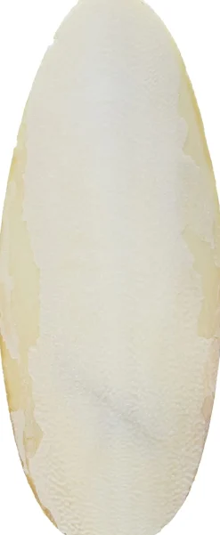 Prevue Hendryx Birdie Basics Cuttlebone - Medium - 5" - 5 lb