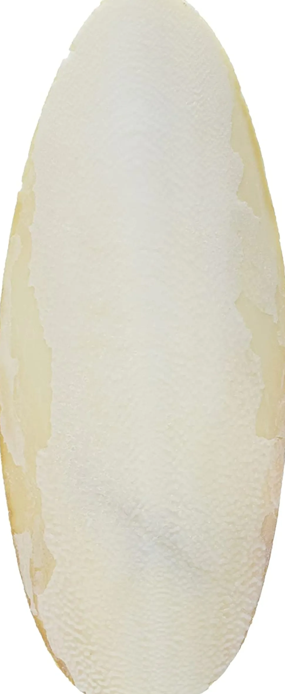 Prevue Hendryx Birdie Basics Cuttlebone - Medium - 5" - 5 lb