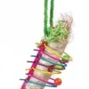Prevue Hendryx Tropical Teasers Rings of Fire