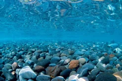 Seaview Double Sided Background River Rock & Sea of Green - 12 in X 50 ft