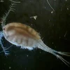 Two Little Fishies PhytoPlan - 30 g