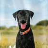 Ultimates Pro Pac Grain-Free Heartland Choice Chicken Meal Dry Dog Food - 28 Lbs