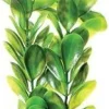 Underwater Treasures Bacopa Monnieri - 12"