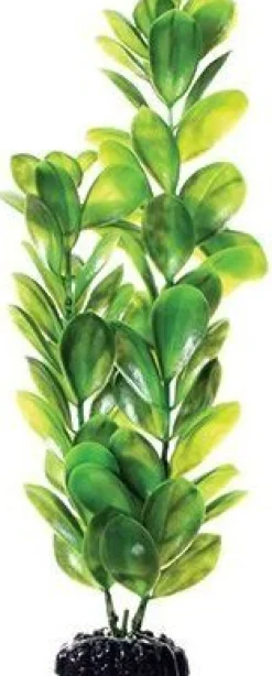 Underwater Treasures Bacopa Monnieri - 12"
