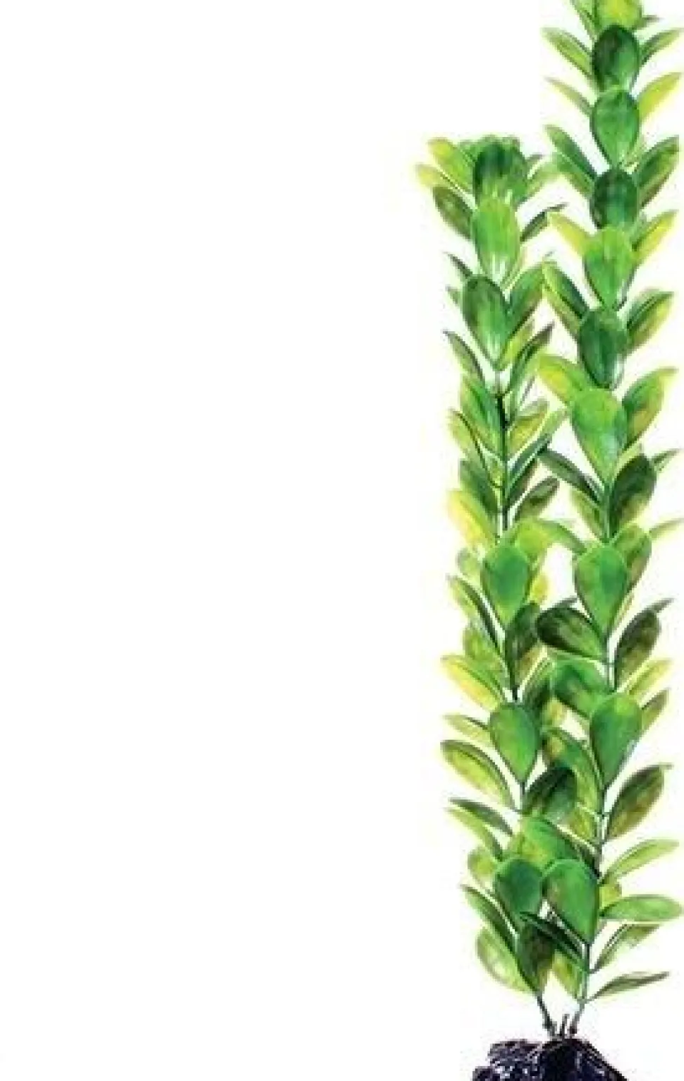 Underwater Treasures Bacopa Monnieri - 20"
