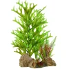 Underwater Treasures Caulerpa On Rock