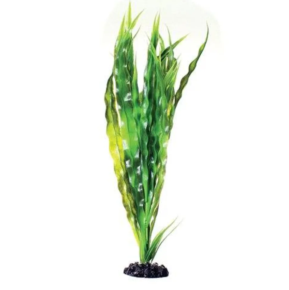 Underwater Treasures Cryptocoryne Balansae - 16"