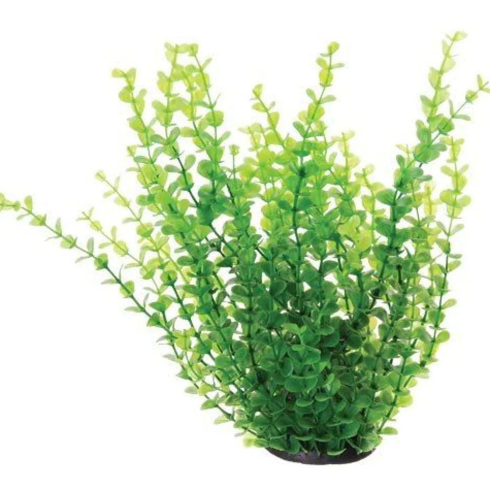 Underwater Treasures Diandra - 12"
