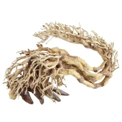 Underwater Treasures Dragon Wood - Large - Pack of 2