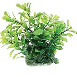 Underwater Treasures Green Moneywort - 2.5"