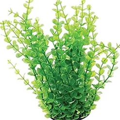 Underwater Treasures Green Moneywort - 10"
