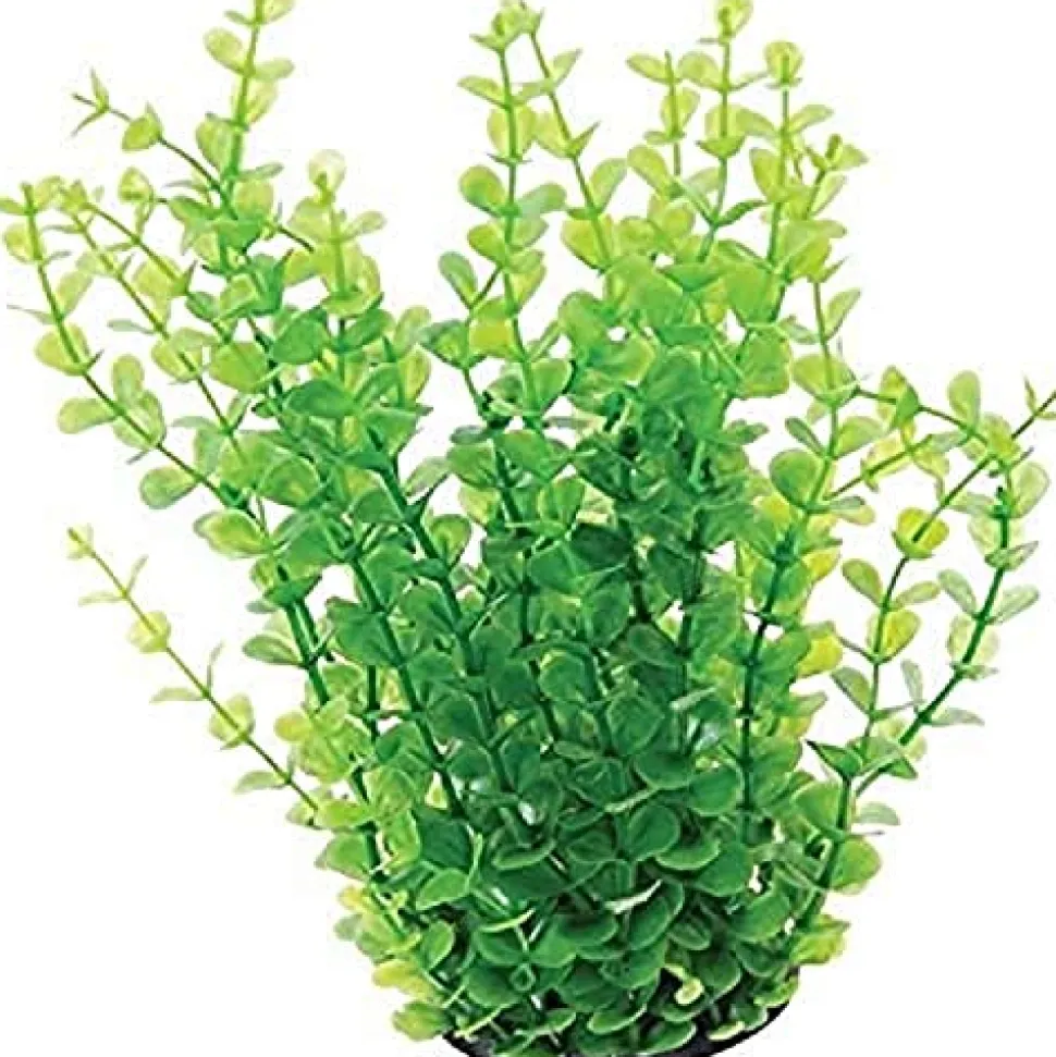 Underwater Treasures Green Moneywort - 10"