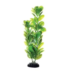 Underwater Treasures Green Bacopa - 12"