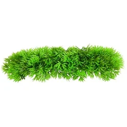 Underwater Treasures Green Star Fern