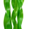 Underwater Treasures Green Jungle Vallisneria - 24"