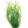 Underwater Treasures Green Moneywort - 16"
