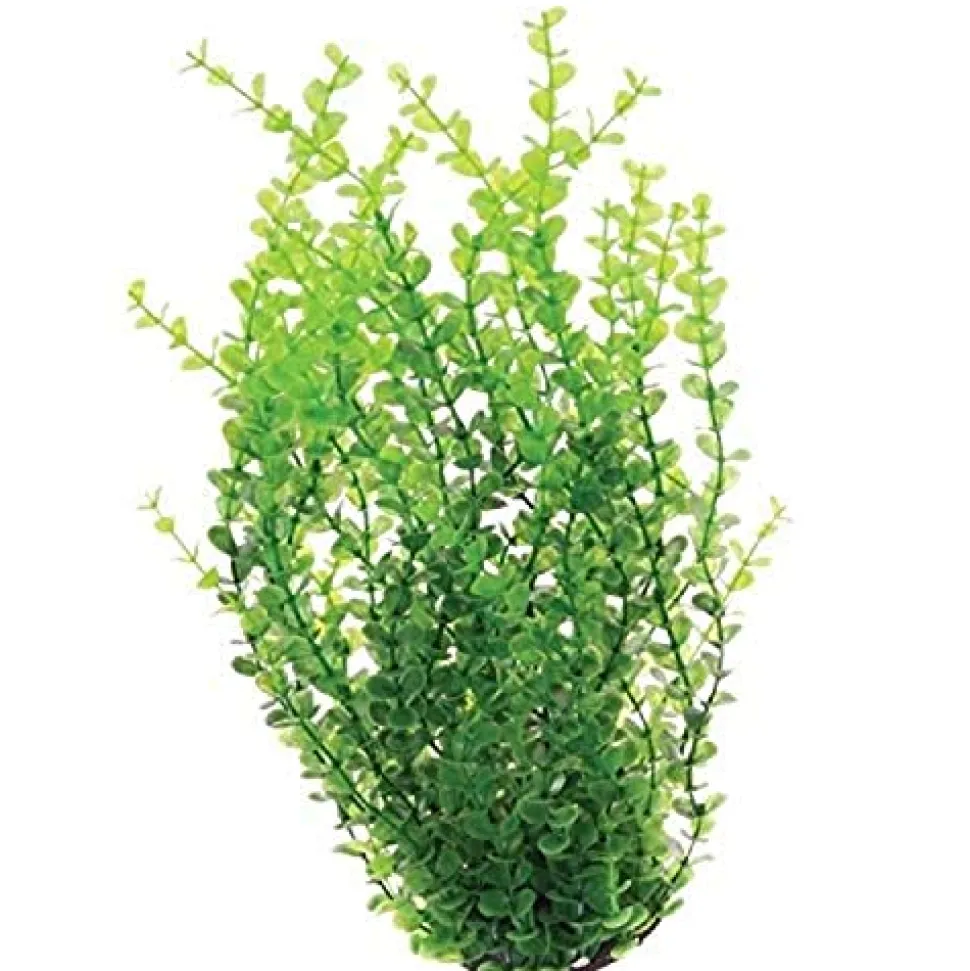 Underwater Treasures Green Moneywort - 16"